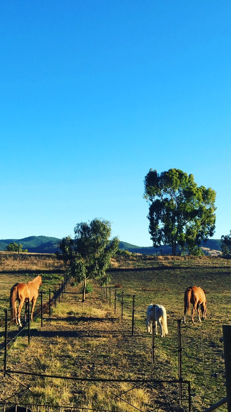 JMD equine |  | 37 Griffiths Ln, Sandy Creek VIC 3695, Australia | 0432619212 OR +61 432 619 212