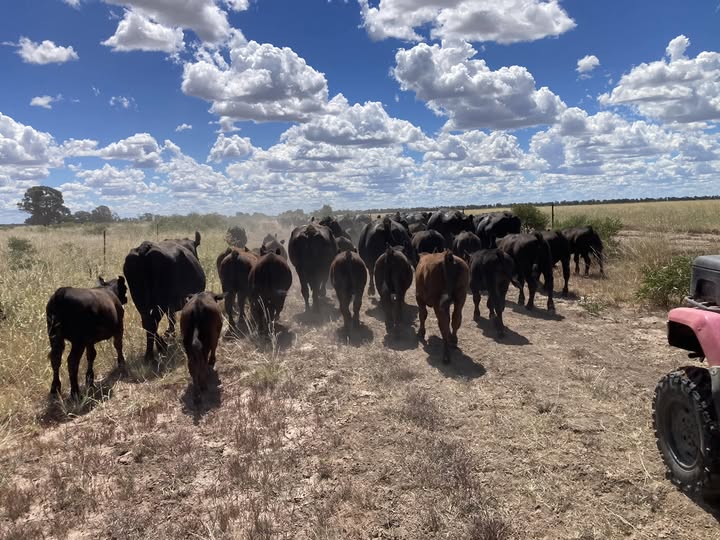 Moolaboola Pastoral | 232 Spring Flat Rd, Bell QLD 4408, Australia | Phone: 0407 947 268