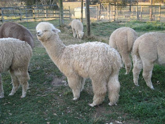Warralinga Alpaca Stud |  | 364 Spinks Rd, Glossodia NSW 2756, Australia | 0245765048 OR +61 2 4576 5048