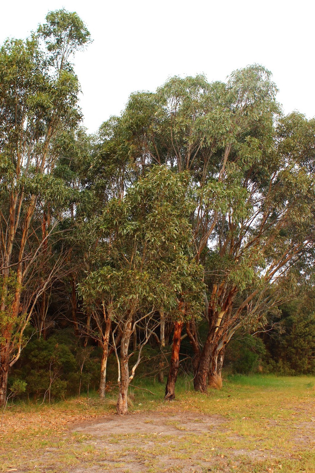 Macleod Morass Game Reserve | park | Bosworth Rd, Bairnsdale VIC 3875, Australia