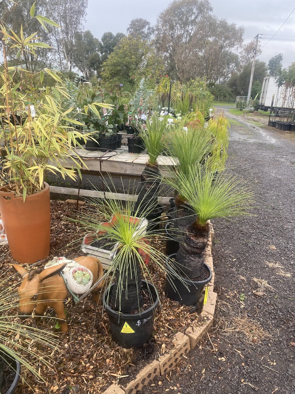 sandras nursery | 141 Witt St, Benalla VIC 3672, Australia | Phone: 0417 315 726