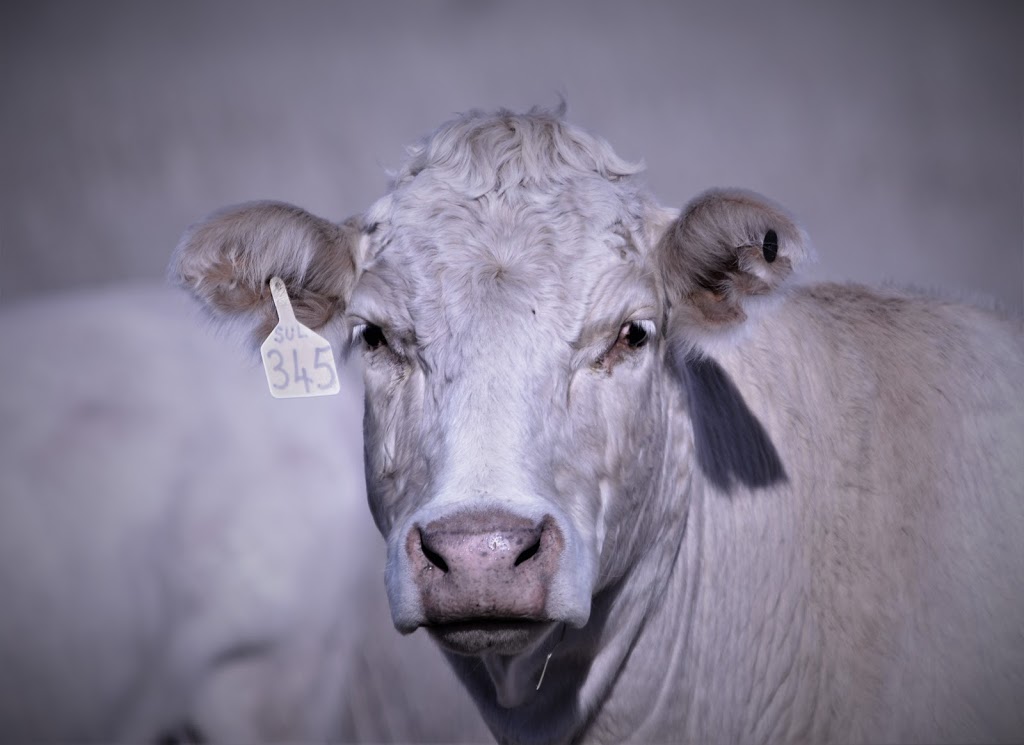 Juandah Charolais & Charbray |  | Guluguba QLD 4418, Australia | 0409729186 OR +61 409 729 186