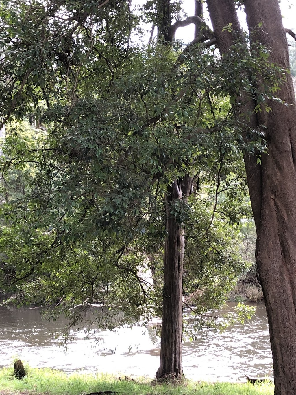 Kookaburras Perch Tiny House | 113 Wonga Rd, Millgrove VIC 3799, Australia | Phone: 0413 123 926