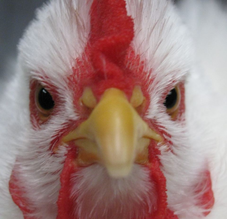 Natural Chicken Health | food | 179 Hawks Head Rd, Brogo NSW 2550, Australia | 0411172447 OR +61 411 172 447