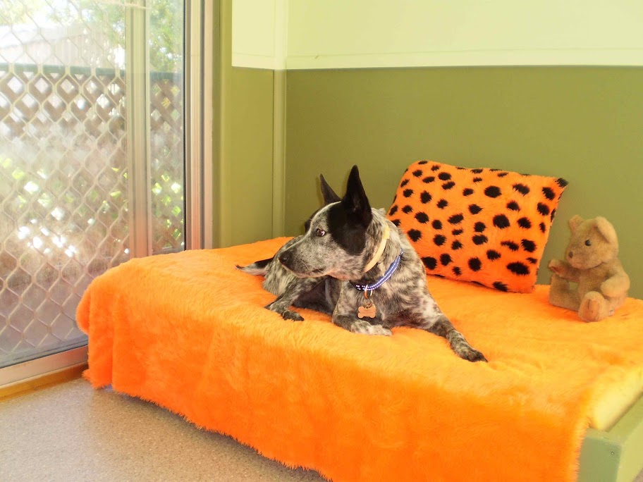 Maroochy Boarding Kennels | Maroochydore Rd, Kunda Park QLD 4558, Australia | Phone: (07) 5445 1786