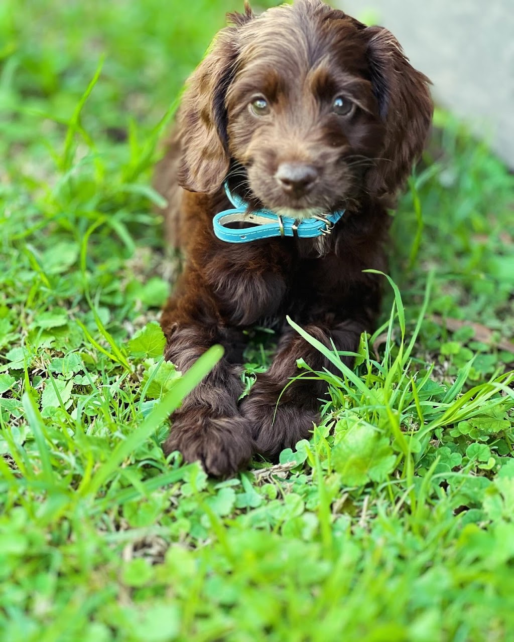 Oodle Life | 11A Benwerrin Cres, Grasmere NSW 2570, Australia | Phone: 0488 667 988