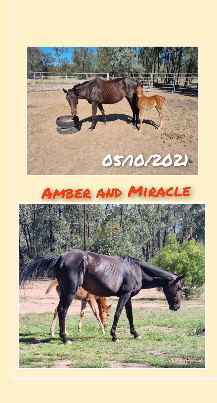 B3 Animal Rescue Shelter | 774 Goranba Ln, Goranba QLD 4421, Australia | Phone: 0404 374 366