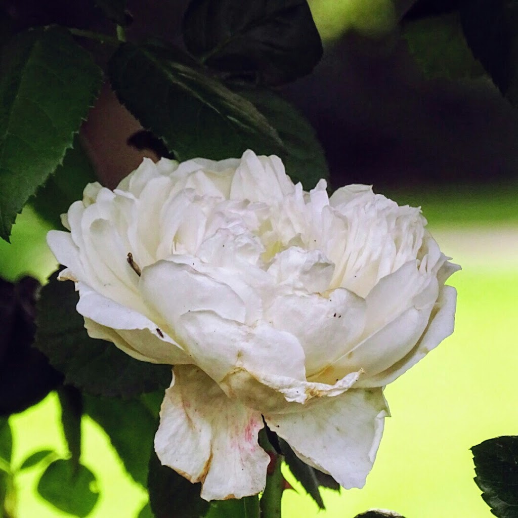 Botanical Gardens | park | Eaglehawk VIC 3556, Australia