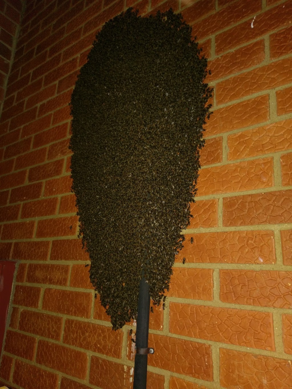 Bee & European Wasp Removal | home goods store | 116 Fenden Rd, Salisbury Park SA 5109, Australia | 0419838469 OR +61 419 838 469