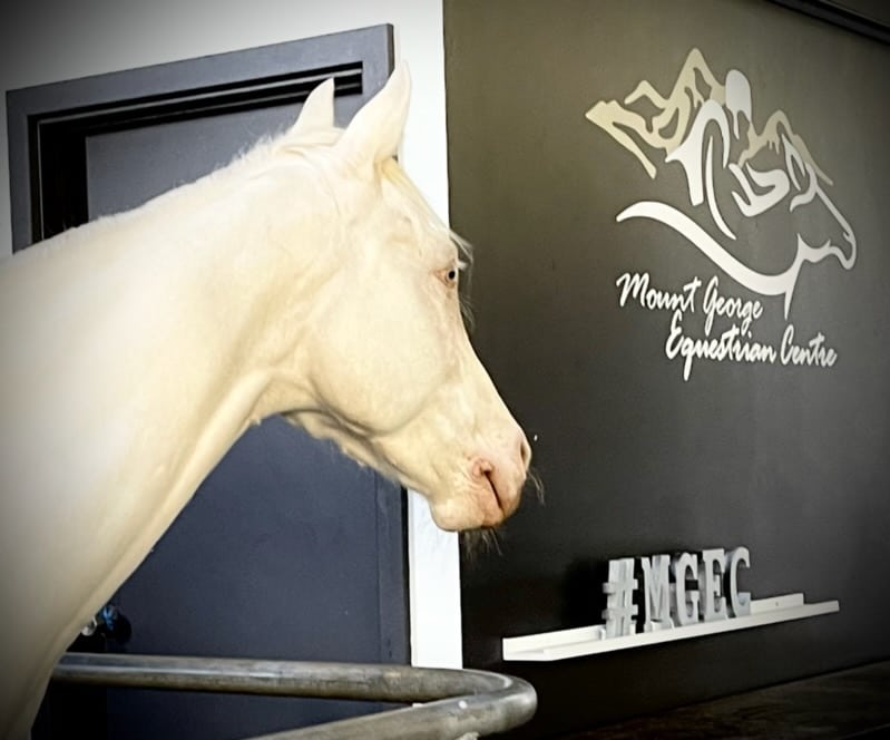 Mount George Equestrian Centre |  | 93 Muller Rd, Mount George SA 5155, Australia | 0430923069 OR +61 430 923 069