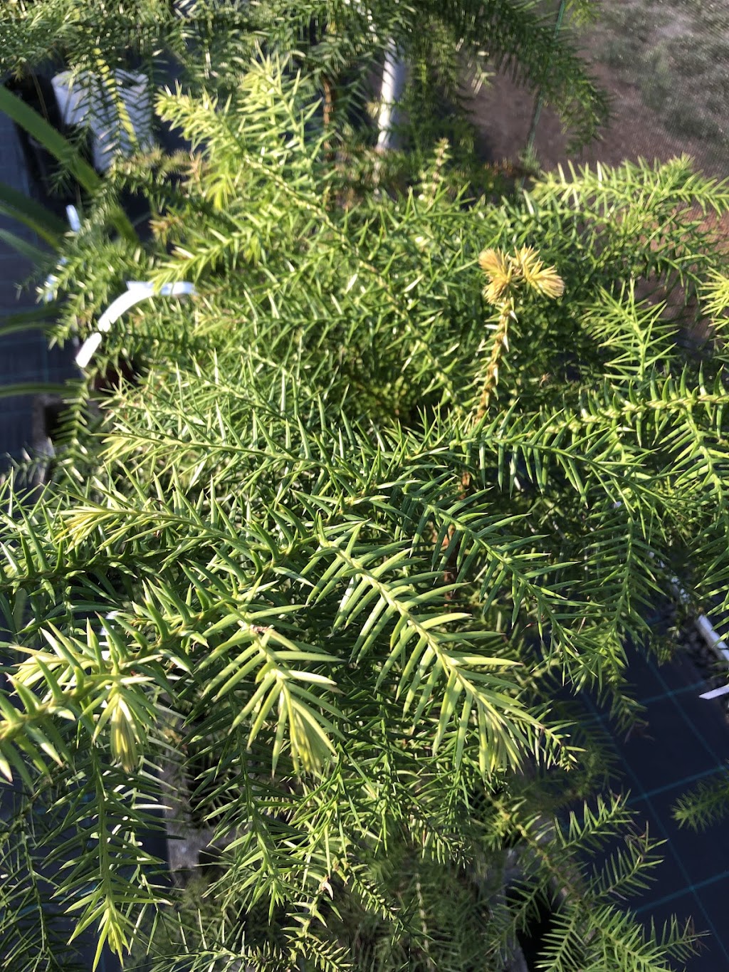 Plumtree Pocket Nursery | 28 Plumtree Pocket, Upper Burringbar NSW 2483, Australia | Phone: 0439 557 438