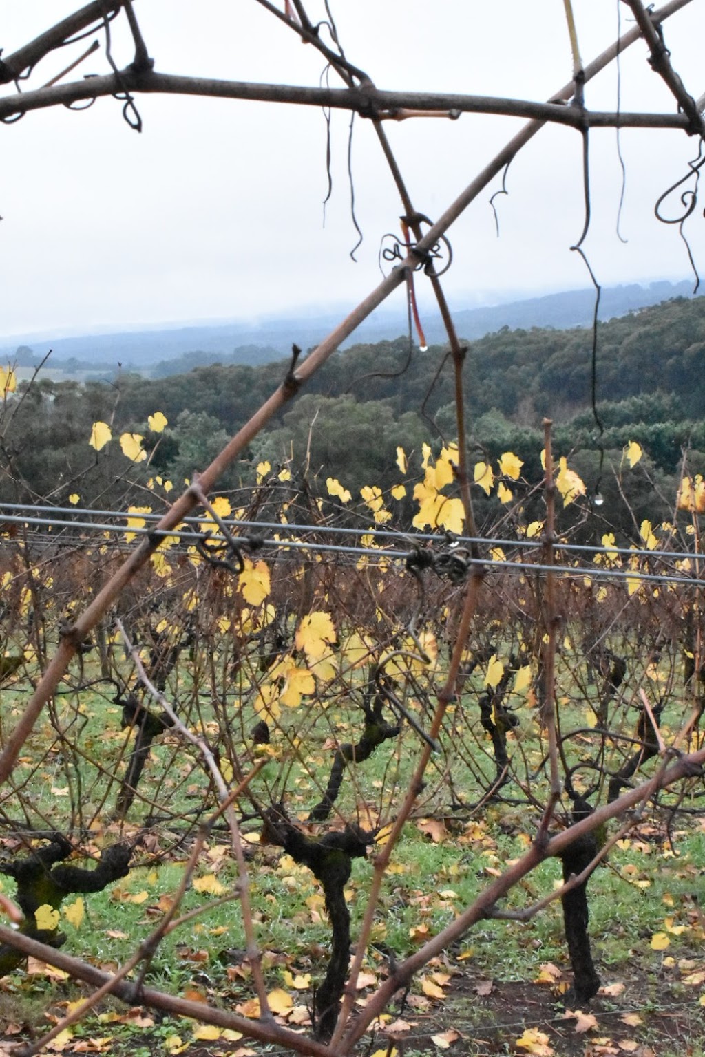 Gembrook Hill Vineyard | 2850 Launching Place Rd., Gembrook VIC 3783, Australia | Phone: (03) 5968 1622