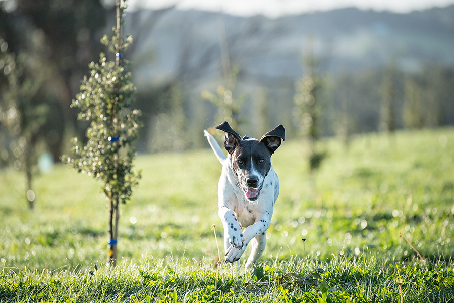 Scotch Hill Truffle Farm | 119 McDougal Rd, Neerim South VIC 3831, Australia | Phone: 0417 426 427