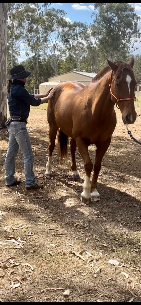 Bare Bowen Equine Services | 769 Sandy Creek Rd, Sandy Creek QLD 4515, Australia | Phone: 0491 046 468
