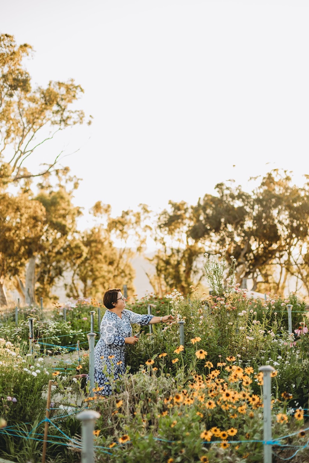 Valley View Flower Farm - You Pick Experience | 151 Burns Rd, Wisemans Creek NSW 2795, Australia | Phone: 0467 597 713