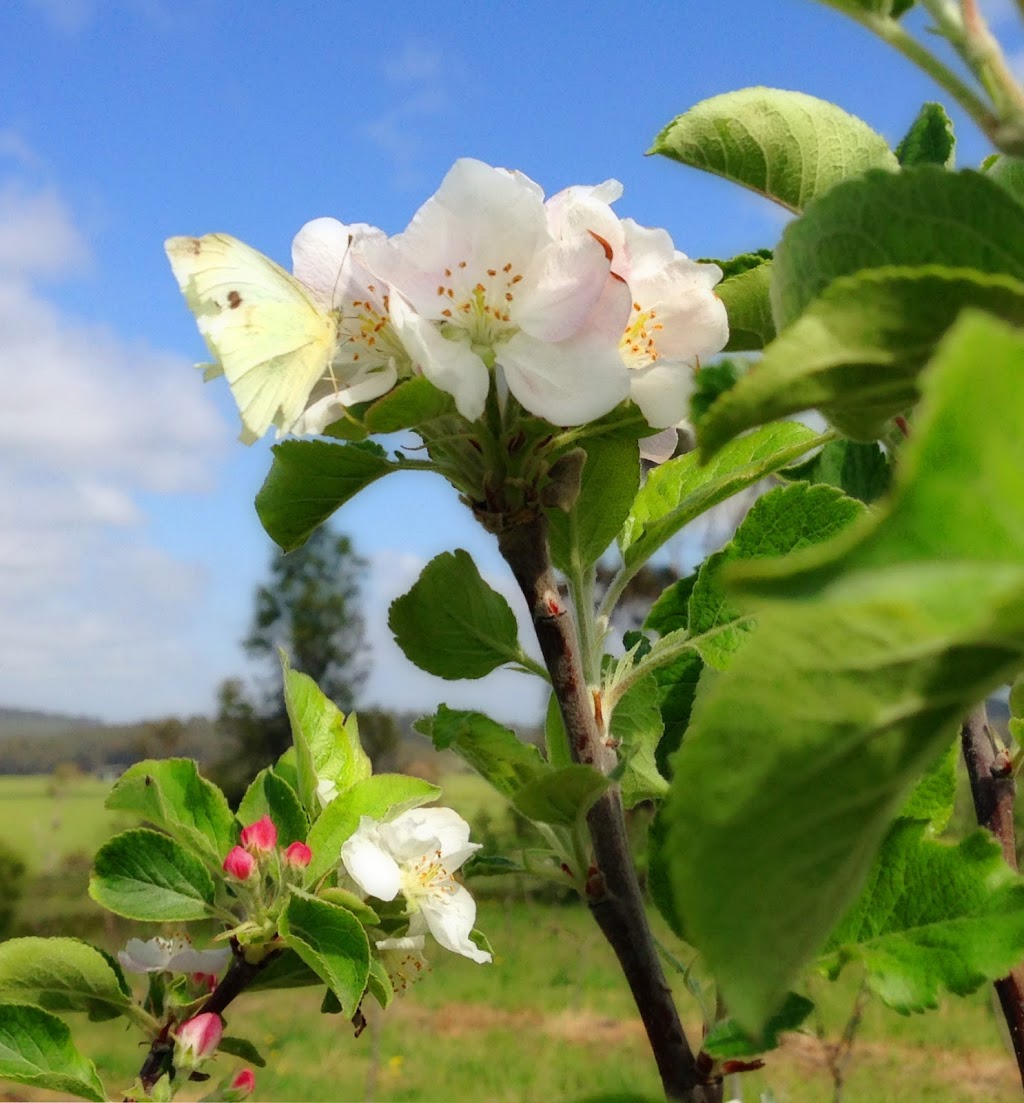 Denmark Heritage Cider Co | 218 Glenrowan Rd, Scotsdale WA 6333, Australia | Phone: 0407 232 649