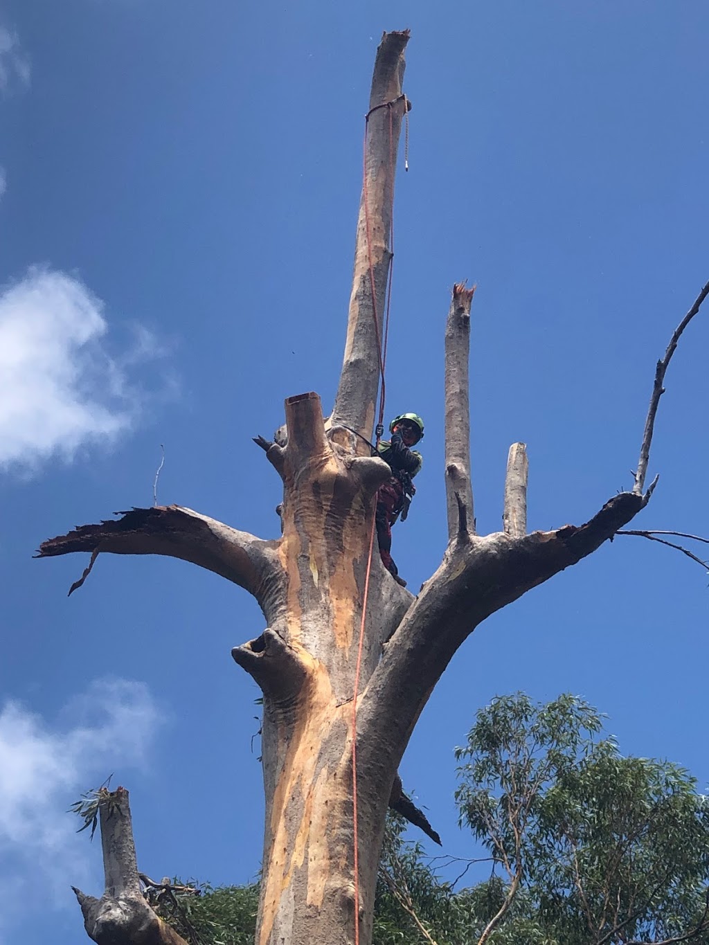 Treeline Tree Services | general contractor | 109 Wongawallan Dr, Wongawallan QLD 4210, Australia | 0417794228 OR +61 417 794 228