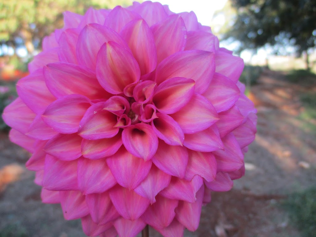 Hansfords Dahlias | 194 Hunters Rd, Ellinbank VIC 3821, Australia | Phone: 0439 610 134