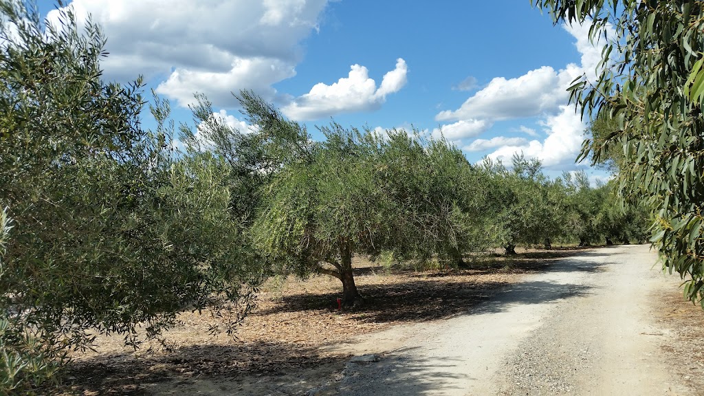 Jumanga Olives | 360 Old Yanchep Rd, Carabooda WA 6033, Australia | Phone: (08) 9561 2411