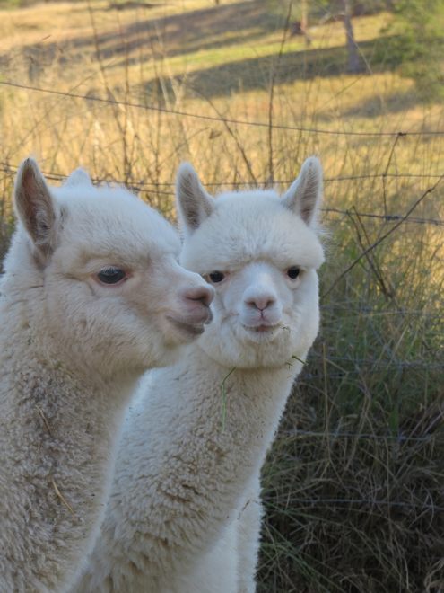 Oak Grove Ultrafine Alpacas | 20 Kameruka Ln, Candelo NSW 2550, Australia | Phone: (02) 6493 2036
