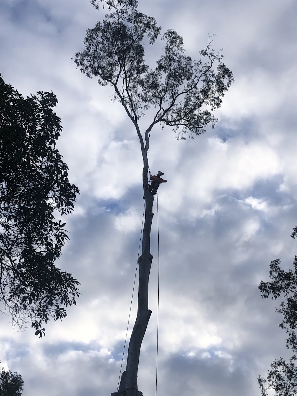 East Coast Tree & Land Care | 2 Blakeney St, Woody Point QLD 4019, Australia | Phone: 0455 372 009