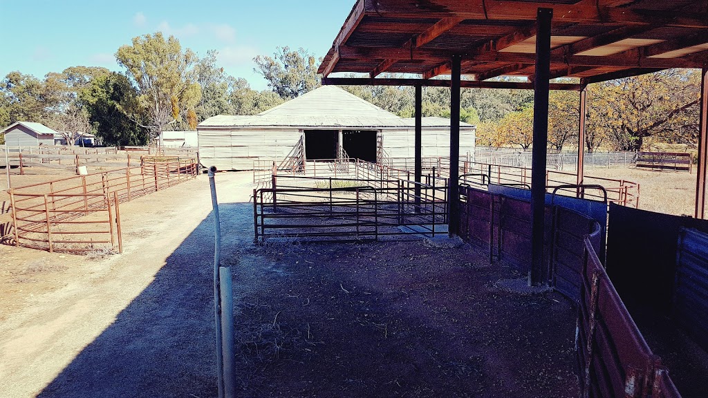 Yanga Woolshed | tourist attraction | 312 Windomal Rd, Balranald NSW 2715, Australia | 0350201764 OR +61 3 5020 1764