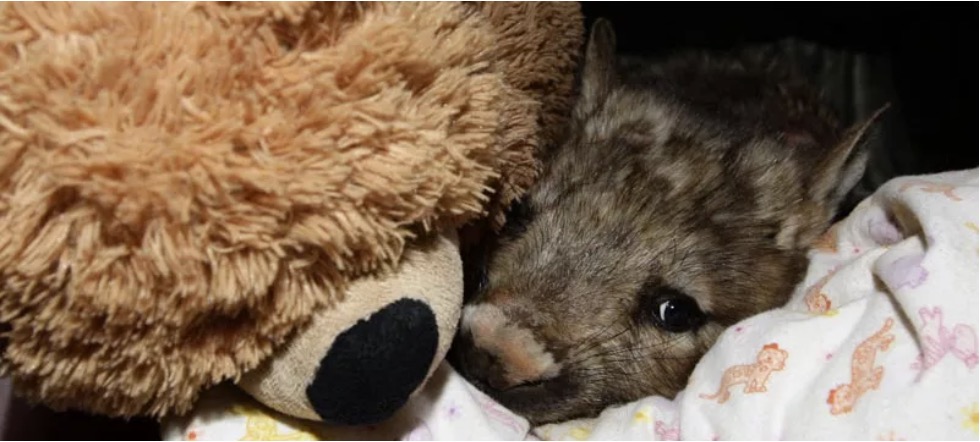 Wombat Awareness Organisation | park | Flaxley SA 5153, Australia | 0458737283 OR +61 458 737 283