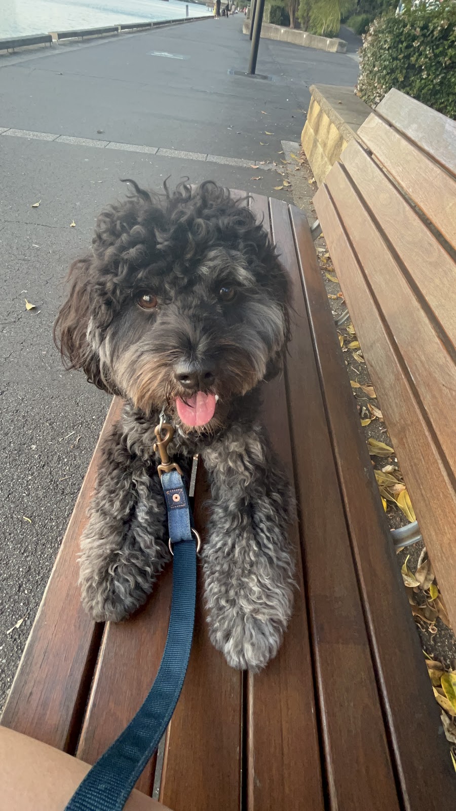 APEX K9 ACADEMY | Toongabbie NSW 2146, Australia | Phone: 0433 686 980