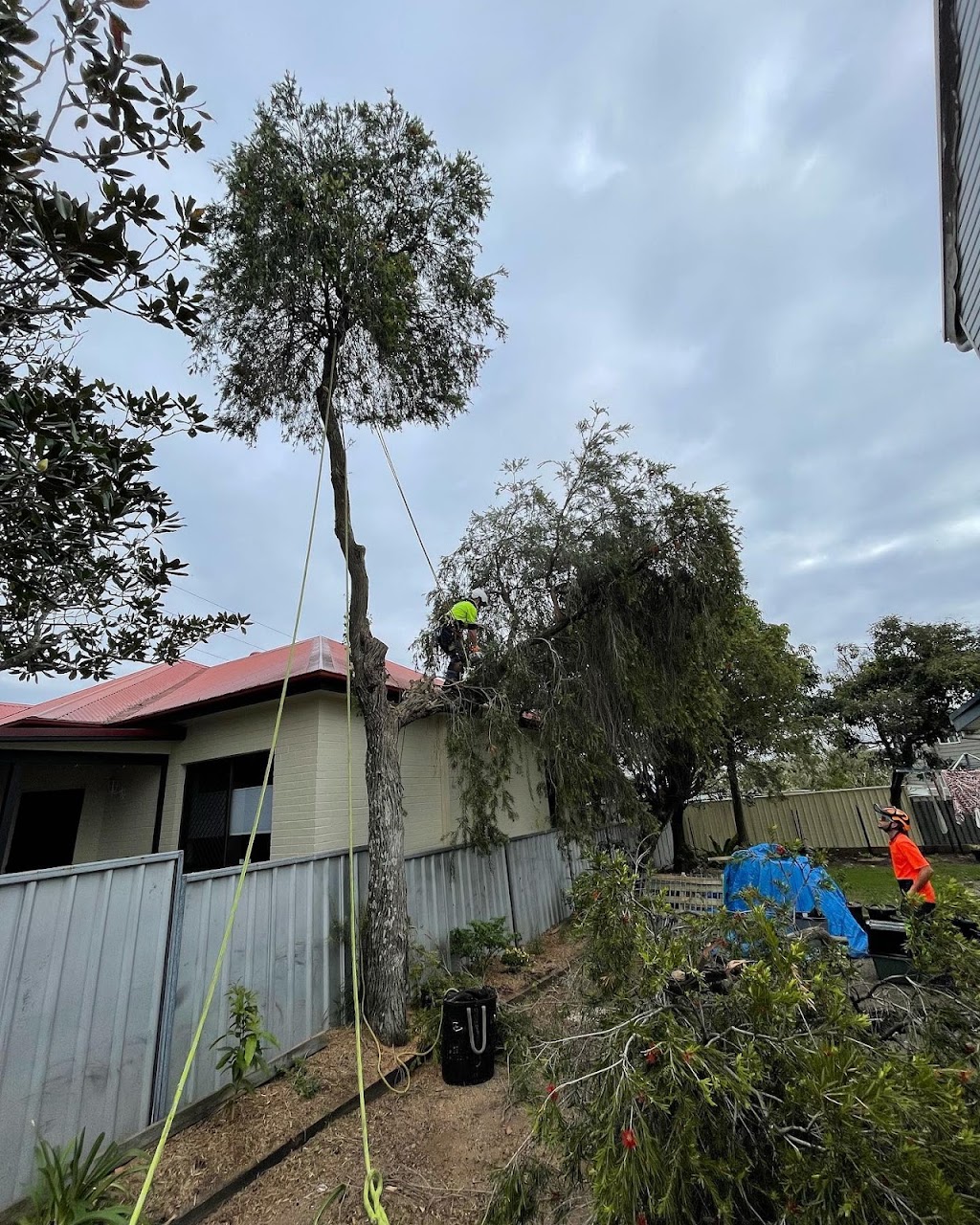 EziClip Tree Service | 14 Fernleigh Pl, New Lambton Heights NSW 2305, Australia | Phone: 0472 977 737
