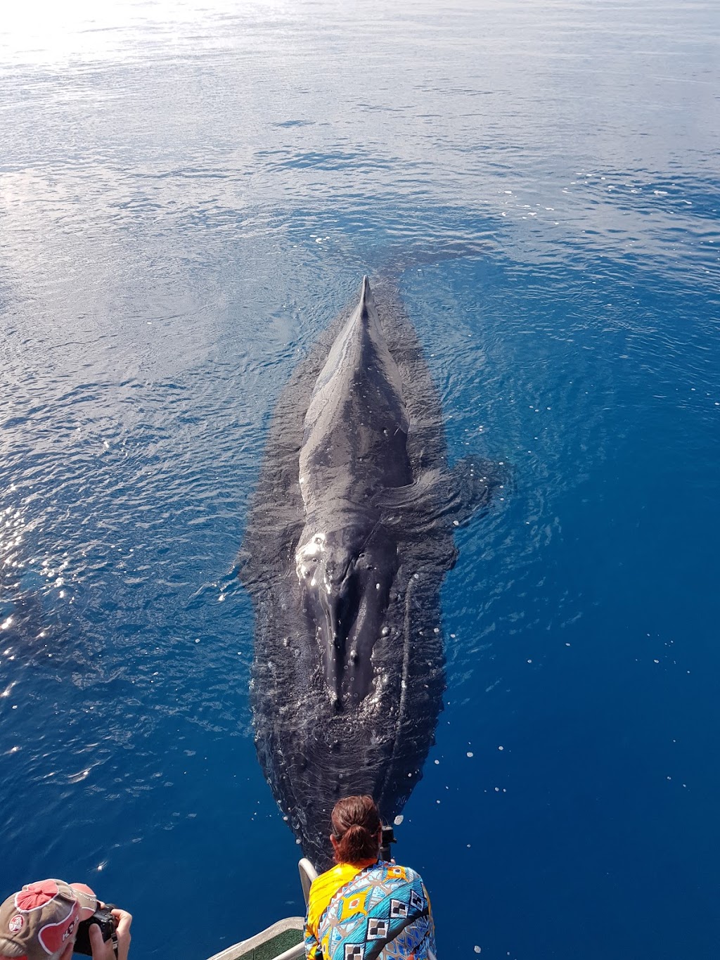 Hervey Bay Whale Watch | travel agency | Great Sandy Straits Marina,, Buccaneer Dr, Urangan QLD 4655, Australia | 1800671977 OR +61 1800 671 977