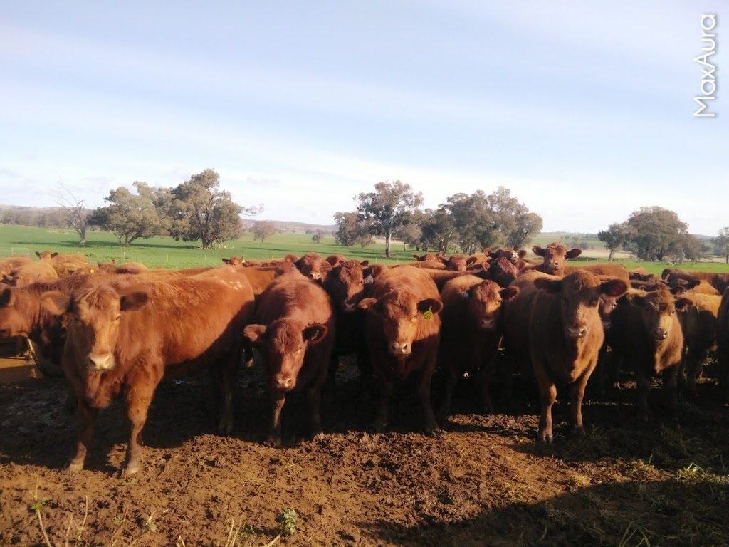 Haycock Pine Villa Red Angus Stud | 162 Higgins Rd, Yeoval NSW 2868, Australia | Phone: (02) 6846 4060