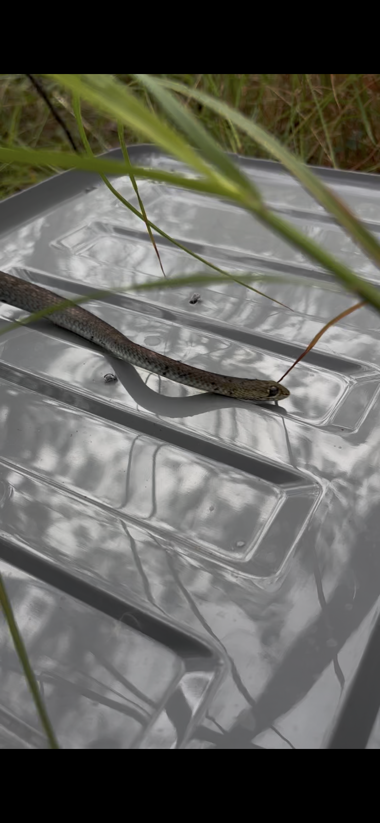 Conserve AU- Reptile Relocations & Education | 20 Ascot Cres, Samford Valley QLD 4520, Australia | Phone: 0459 468 450