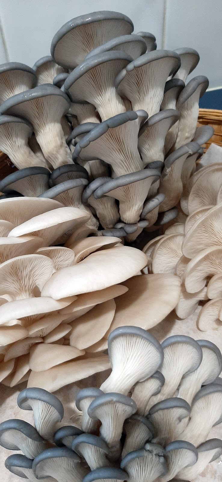 DownUnder Mushroom |  | 455 Great Alpine Rd, Lucknow VIC 3875, Australia | 0404434741 OR +61 404 434 741