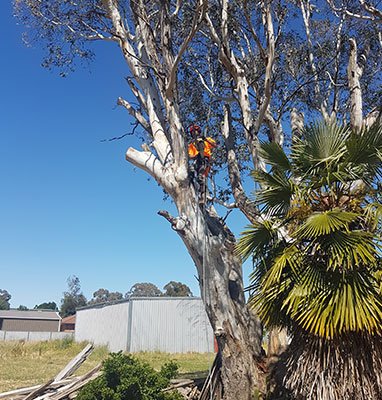 Lachlan Valley Tree Services | 10544 Mid Western Hwy, Cowra NSW 2794, Australia | Phone: 0414 702 502