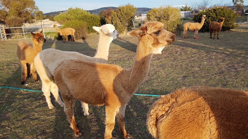 Toffeemont Alpacas | travel agency | 53 Orielton Rd, Orielton TAS 7172, Australia | 0428939979 OR +61 428 939 979