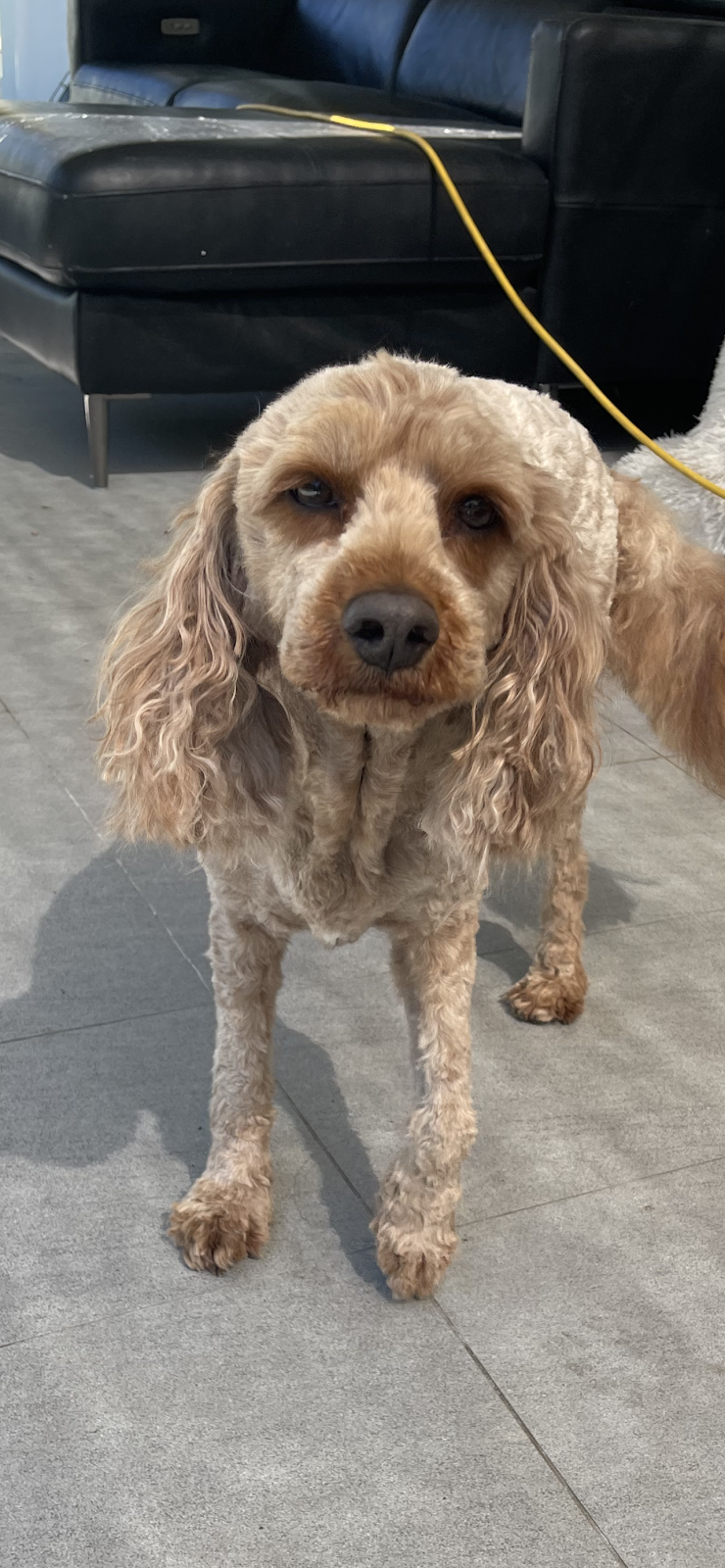 Summer Cuts Dog Grooming | 146 Bishop Rd, Beachmere QLD 4510, Australia | Phone: 0432 366 702