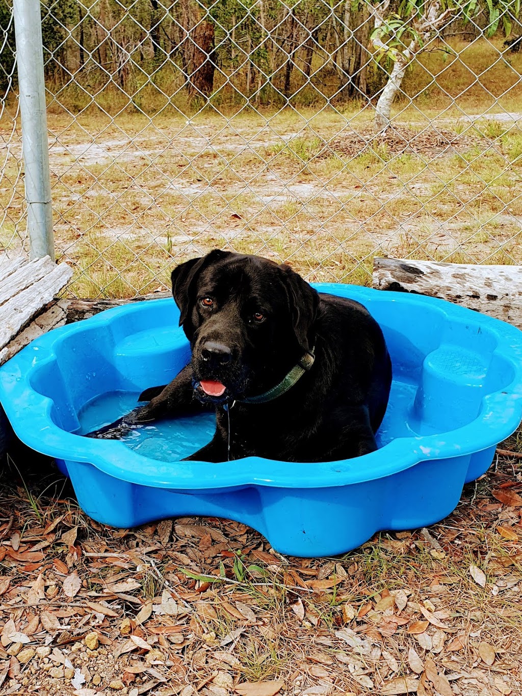 Rosie & Dicks Pet Retreat | 420 Murphy Rd, Captain Creek QLD 4677, Australia | Phone: 0422 018810