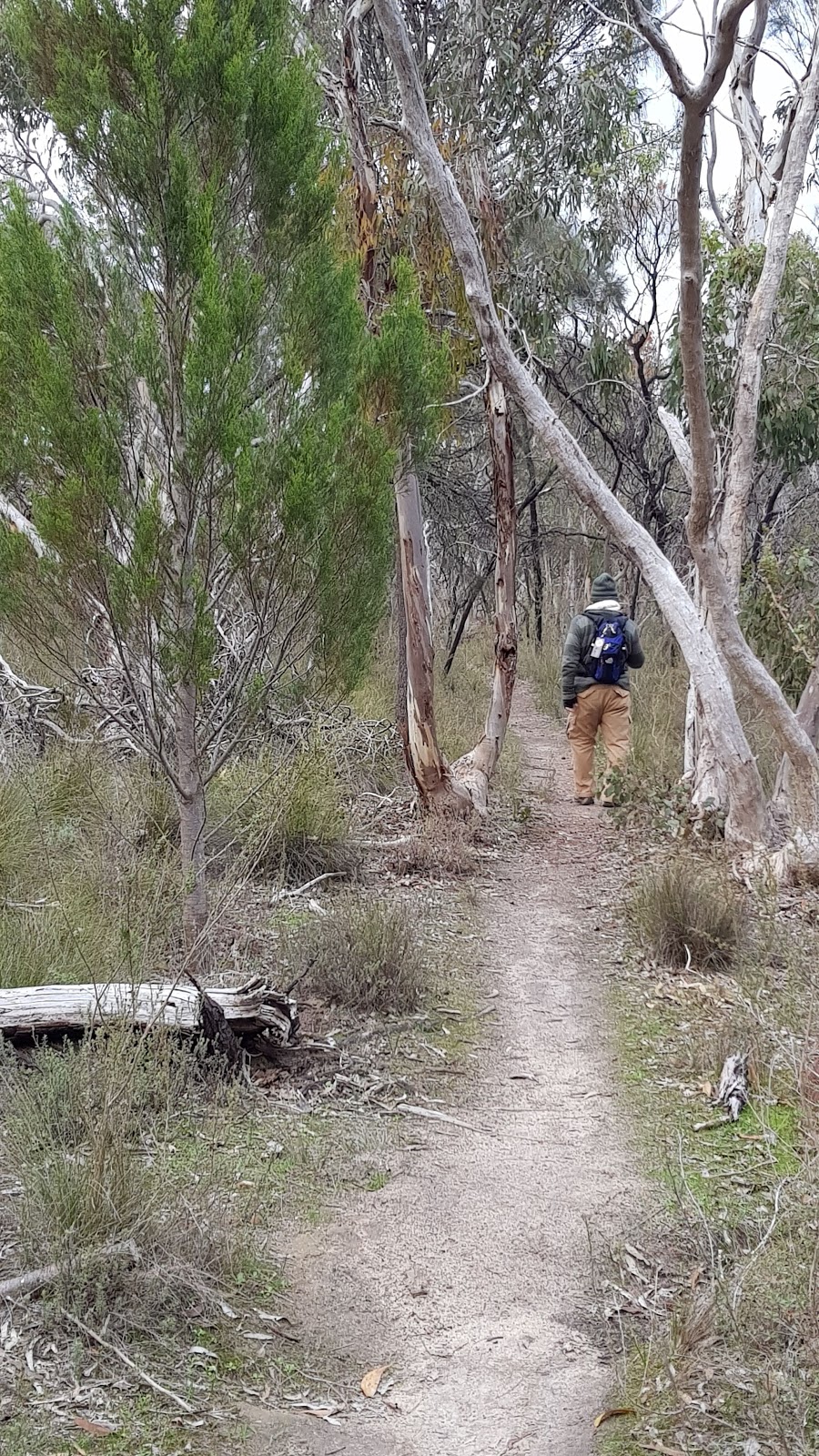 Jenkins scrub walking trail | park | Heysen Trail, Mount Crawford SA 5351, Australia