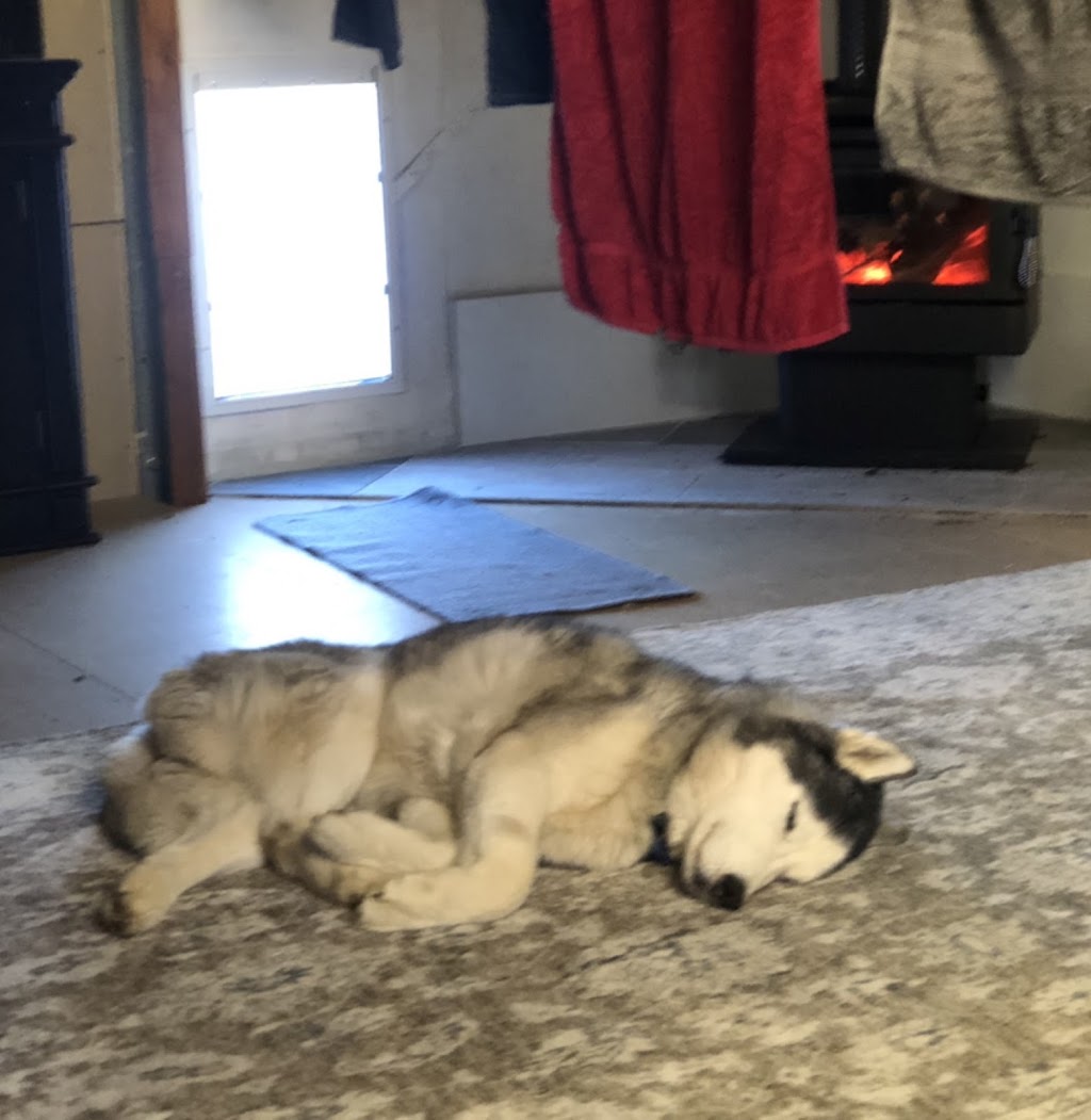 Tumbarumba Paws and Play (Tumbarumba) | 53 Gilbert St, Tumbarumba NSW 2653, Australia | Phone: 0417 202 784