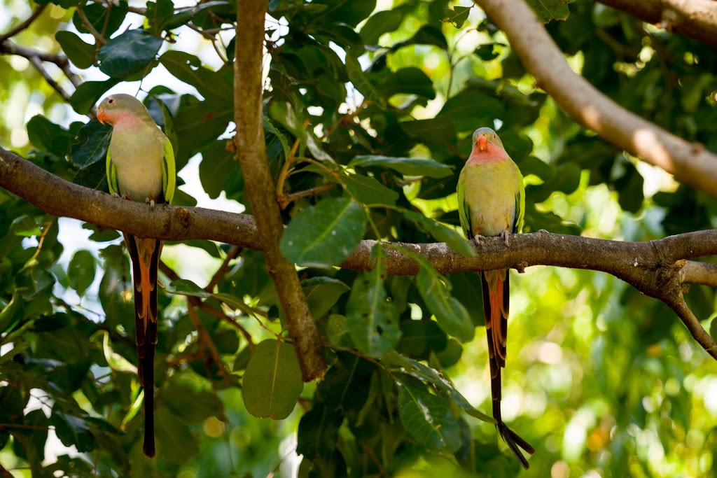 Ipswich Nature Centre | park | Queens Park, Goleby Ave, Ipswich QLD 4305, Australia | 0738106666 OR +61 7 3810 6666