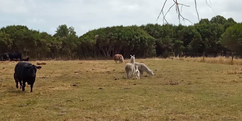 Honeys Petting Farm | 33 Honeys Rd, Wonthaggi VIC 3995, Australia | Phone: 0492 444 382