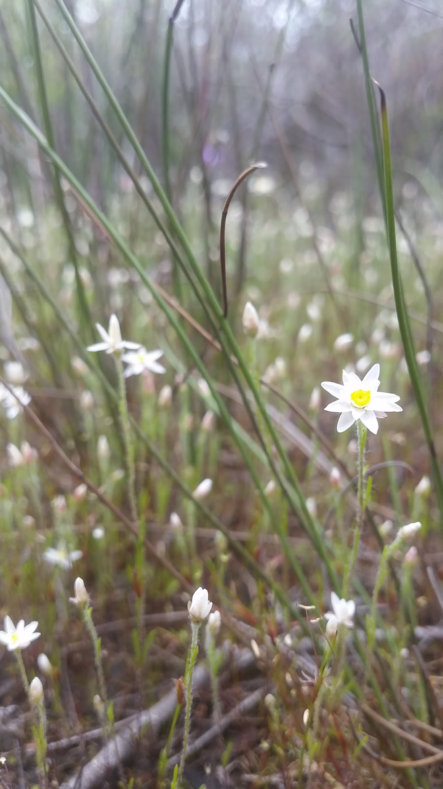 Brixton Street Wetlands | park | Kenwick WA 6107, Australia | 0407544679 OR +61 407 544 679