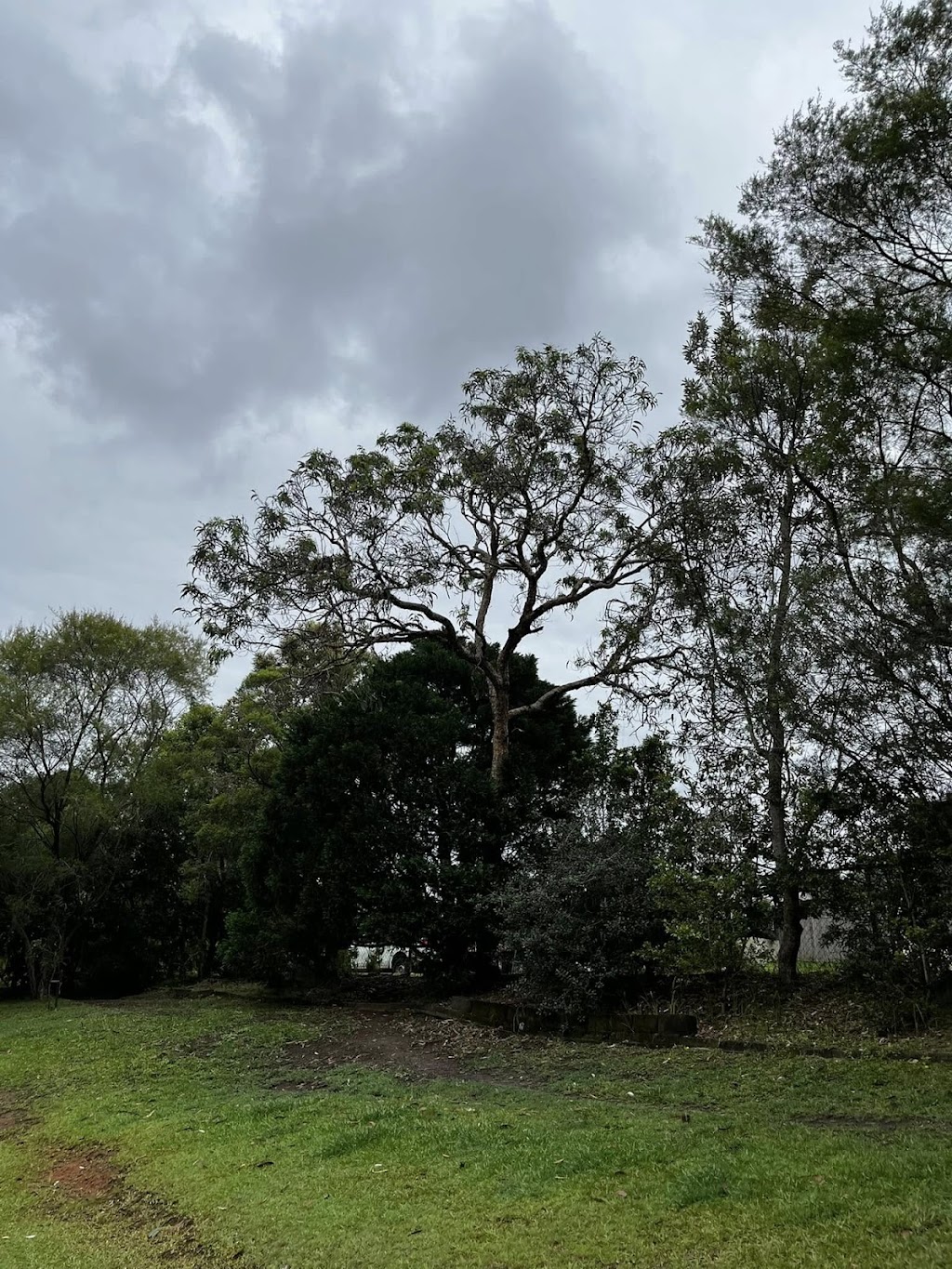 Dans Tree Experts | 220 Avalon Rd, Sheldon QLD 4157, Australia | Phone: 0466 270 743