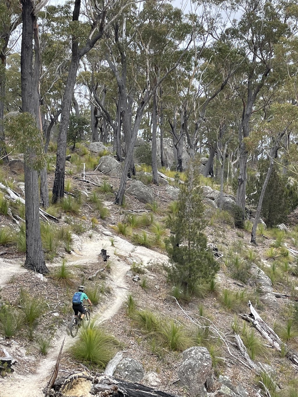 Up Down Around MTB | 30 Main St, Derby TAS 7264, Australia | Phone: 0487 379 643