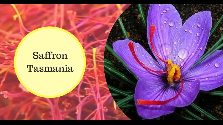 Saffron Tasmania | Hythe, Longford TAS 7301, Australia | Phone: 0418 329 766