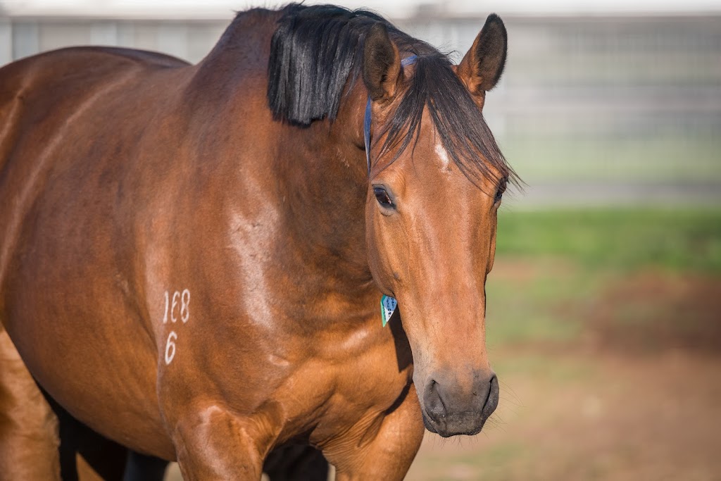 Alma Vale Thoroughbreds | 3111 New England Hwy, Scone NSW 2337, Australia | Phone: (02) 6545 8065