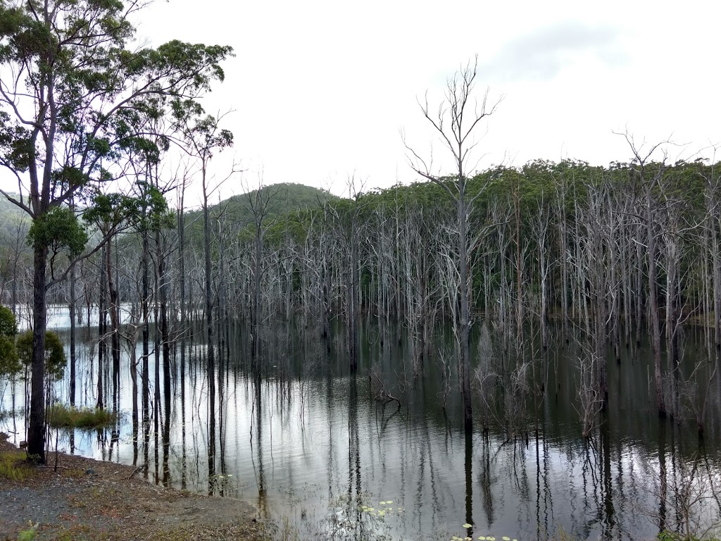 Springbrook Conservation Park | Numinbah Valley QLD 4211, Australia