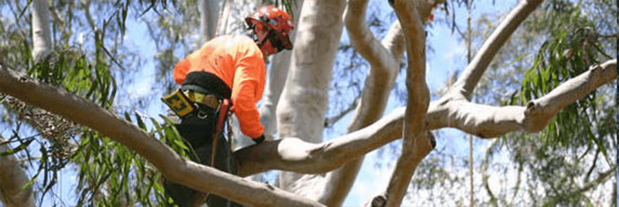 Aaron Tree Service |  | 16/20 Newstead Terrace, Newstead QLD 4006, Australia | 0738510104 OR +61 7 3851 0104