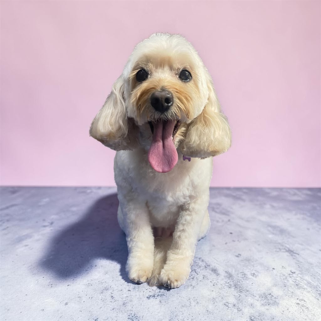 LUSCIOUS PAWS Dog Grooming | 62 Manna Gum Dr, Pakenham VIC 3810, Australia | Phone: 0449 595 252