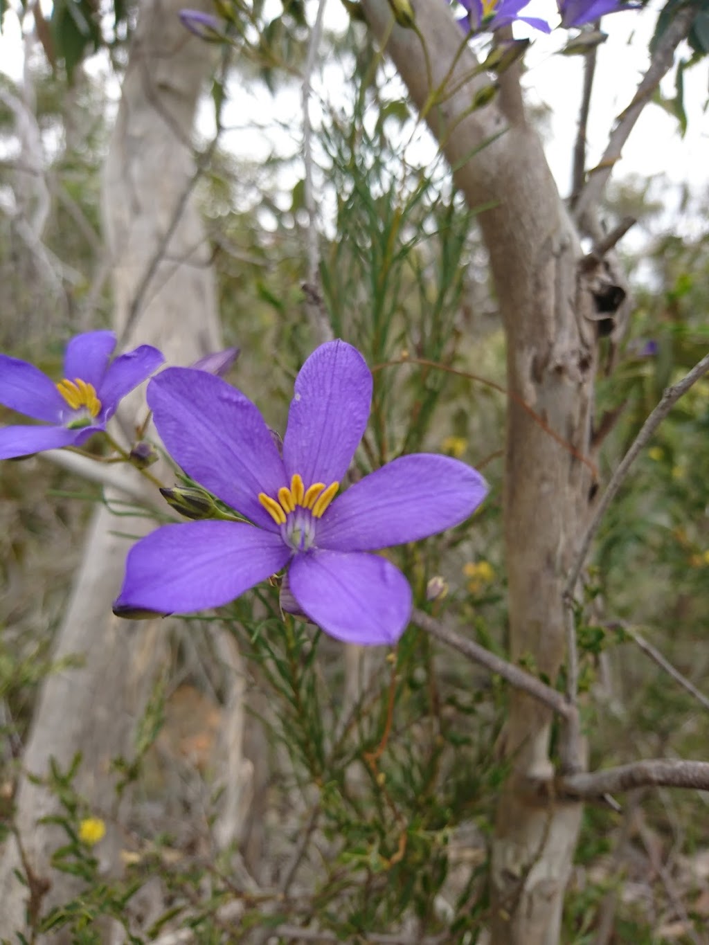 Warren Conservation Park | Mt Crawford Forest, Tower Track, Williamstown SA 5351, Australia | Phone: (08) 8523 7700